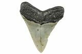 Serrated, Fossil Megalodon Tooth - North Carolina #273925-1